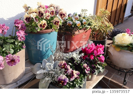 玄関先の花の寄せ植え&寄せ鉢 玄関先の花の寄せ植え&寄せ鉢 135973557