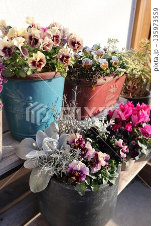 玄関先の花の寄せ植え&寄せ鉢 玄関先の花の寄せ植え&寄せ鉢 135973559
