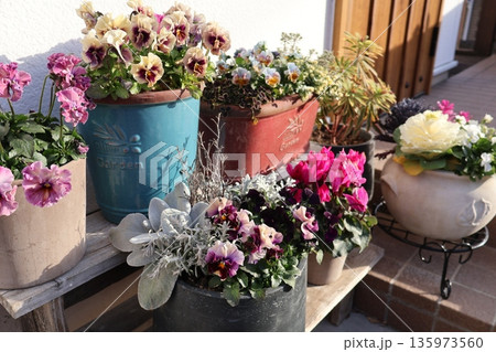 玄関先の花の寄せ植え&寄せ鉢 玄関先の花の寄せ植え&寄せ鉢 135973560