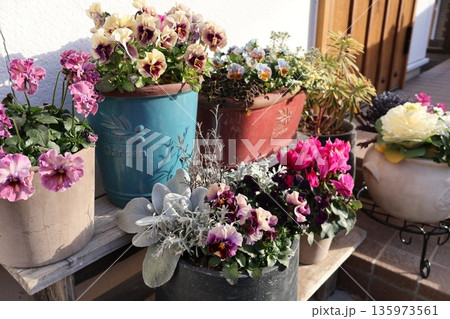 玄関先の花の寄せ植え&寄せ鉢 玄関先の花の寄せ植え&寄せ鉢 135973561