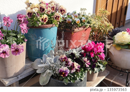 玄関先の花の寄せ植え&寄せ鉢 玄関先の花の寄せ植え&寄せ鉢 135973563