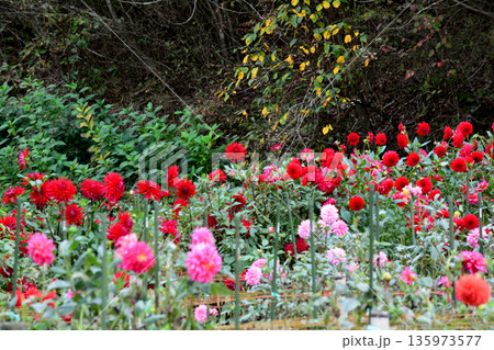 湯遊ランドはなわダリア園　＃53 135973577