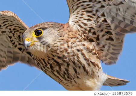 可愛い顔で飛ぶチョウゲンボウの雌 135973579
