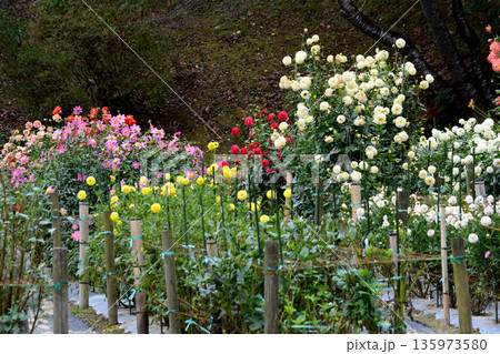 湯遊ランドはなわダリア園　＃55 135973580
