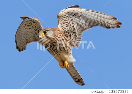 尾羽を細めて飛ぶチョウゲンボウ雌 135973582