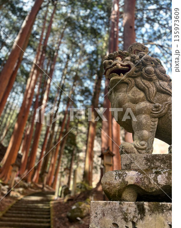神社を守護する狛犬と木漏れ日の差し込む杉林 135973609