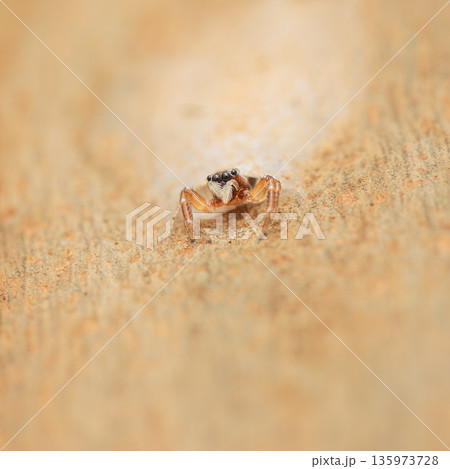 Flat-white jumping spider 135973728