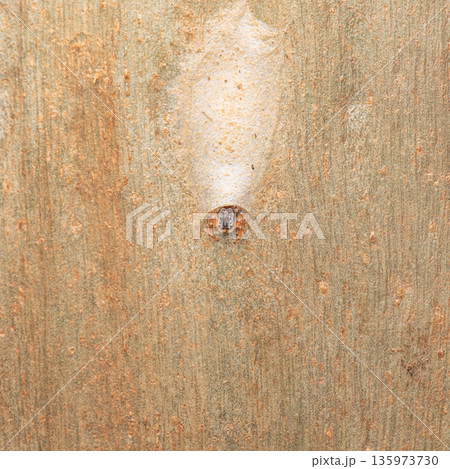 Flat-white jumping spider 135973730