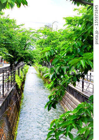 さくら温泉通り (夏) さくら温泉通り (夏) 135973845