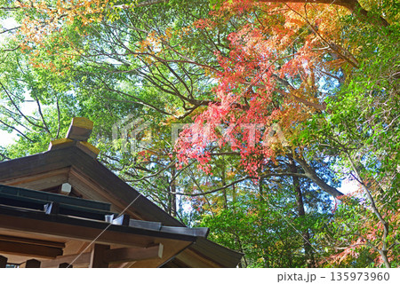 三重県伊勢市猿田彦神社社殿屋根と紅葉-3 三重県伊勢市猿田彦神社社殿屋根と紅葉-3 135973960