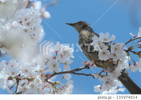 桜の蜜を吸うヒヨドリ 桜の蜜を吸うヒヨドリ 135974014