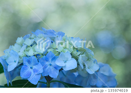 青い紫陽花 135974019