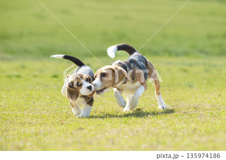 ビーグル　ドッグラン　子犬 135974186