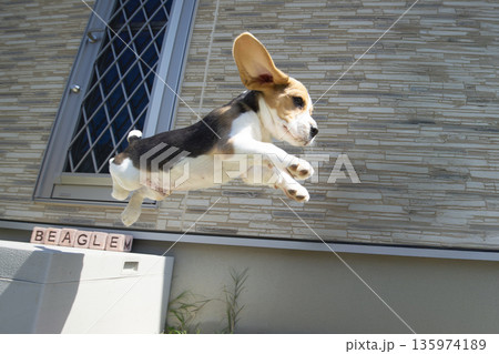 ビーグルパピージャンプ ビーグルパピージャンプ 135974189