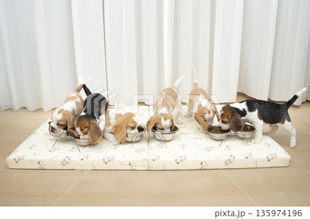 ビーグルパピー ご飯 ビーグルパピー ご飯 135974196