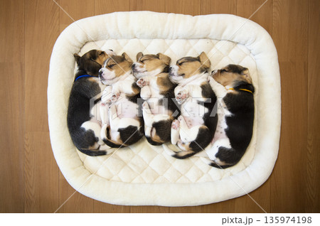ビーグルパピー 昼寝 ビーグルパピー 昼寝 135974198