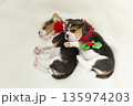 ビーグルパピー　昼寝 135974203