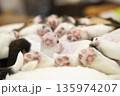 ビーグルパピー　昼寝 135974207