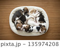 ビーグルパピー　昼寝 135974208