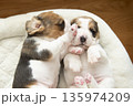 ビーグルパピー　昼寝 135974209