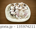 ビーグルパピー　昼寝 135974211
