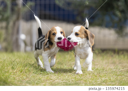 ビーグル パピー 135974215