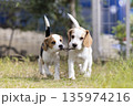 ビーグル パピー　 135974216