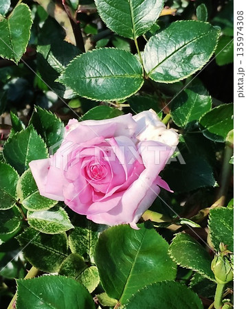 ブルームーン ブルームーン 135974308