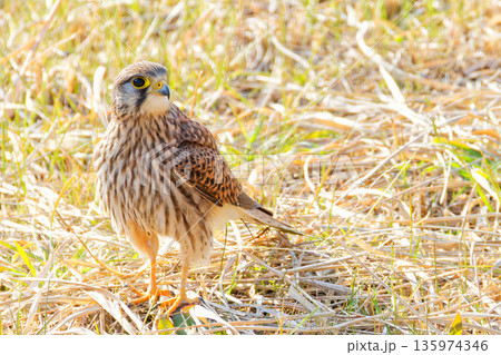 草地に立つチョウゲンボウの雌 草地に立つチョウゲンボウの雌 135974346