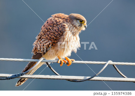 電線で膨羽するチョウゲンボウの雌 135974386