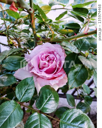 ブルームーン 135974468