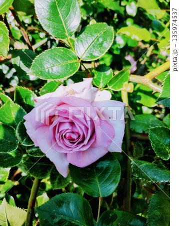 ブルームーン 135974537