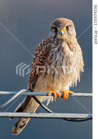 電線でこちらを見るチョウゲンボウ、縦位置 135974598