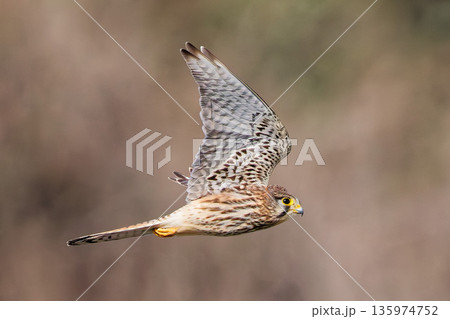 山間を飛ぶチョウゲンボウ雌、茶色バック 135974752