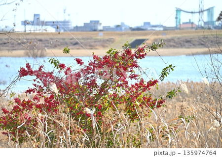 冬の青空と水辺を背景に鮮やかに実る赤いピラカンサ 冬の青空と水辺を背景に鮮やかに実る赤いピラカンサ 135974764