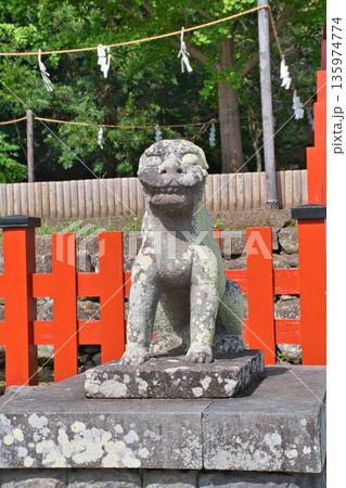 鶴岡八幡宮の狛犬(神奈川県鎌倉市) 鶴岡八幡宮の狛犬(神奈川県鎌倉市) 135974774