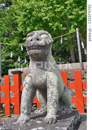鶴岡八幡宮の狛犬（神奈川県鎌倉市） 135974792