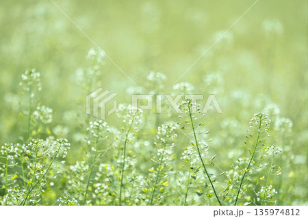白いナズナの花 135974812