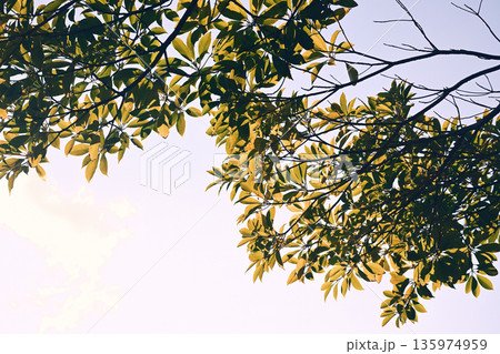街路樹の枝葉 135974959