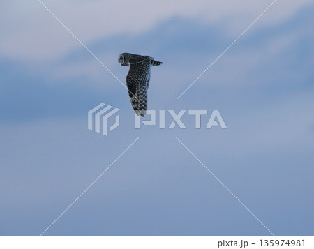 上空を飛ぶコミミズク 上空を飛ぶコミミズク 135974981