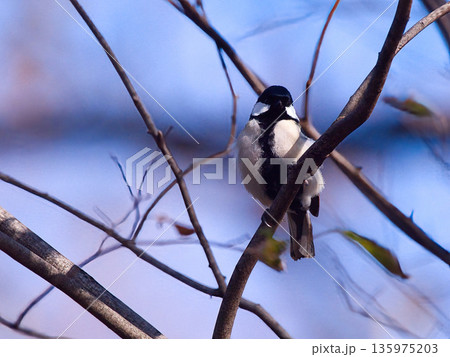 枝にとまるシジュウカラ 135975203