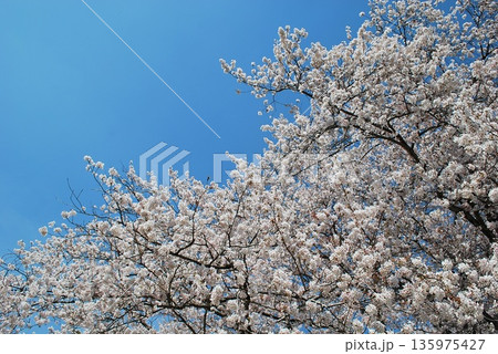 雲一つない青空と桜 雲一つない青空と桜 135975427