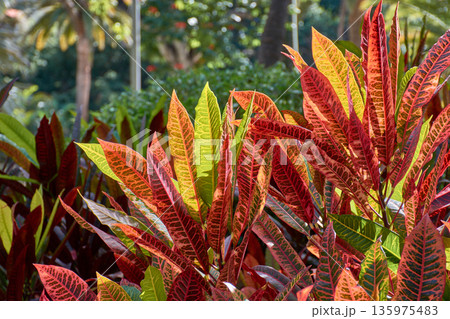 Close-up of croton leaves with vibrant yellow and red colors in a tropical garden on the island of Tenerife Close-up of croton leaves with vibrant yellow and red colors in a tropical garden on the island of Tenerife 135975483