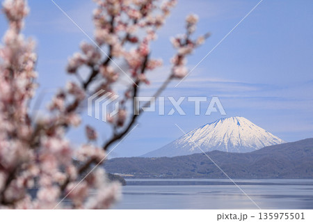 北海道壮瞥町、満開の梅に包まれた壮瞥公園から眺める羊蹄山と洞爺湖【5月】 135975501