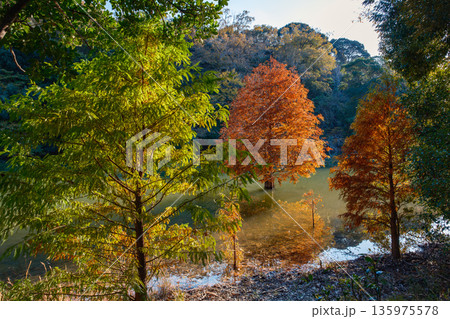 水面に映える色鮮やかな紅葉と湖畔の風景 水面に映える色鮮やかな紅葉と湖畔の風景 135975578
