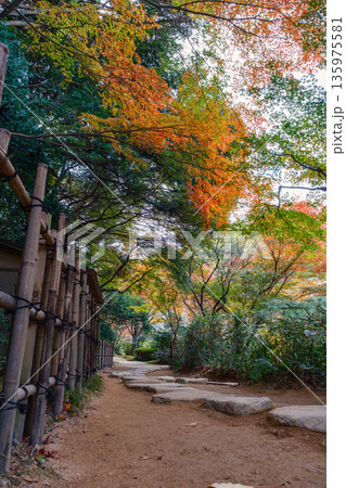 日本庭園の紅葉に囲まれた竹垣と石畳の散策路 日本庭園の紅葉に囲まれた竹垣と石畳の散策路 135975581