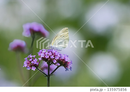 モンシロチョウがピンク色の花の蜜を吸う モンシロチョウがピンク色の花の蜜を吸う 135975856