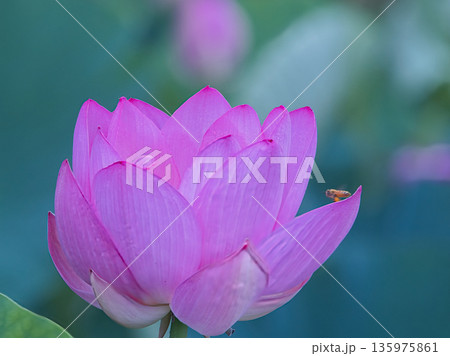 蓮の花のある風景 蓮の花のある風景 135975861