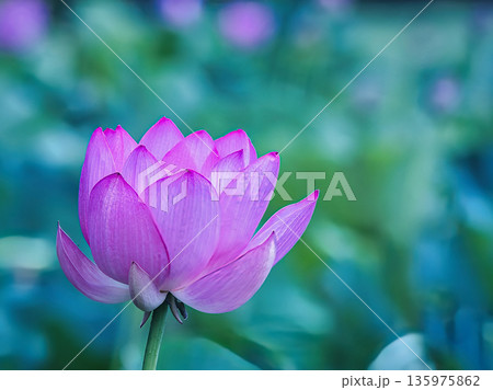 赤い蓮の花 赤い蓮の花 135975862