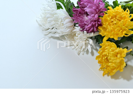 菊の花 告別式イメージ 菊の花 告別式イメージ 135975923